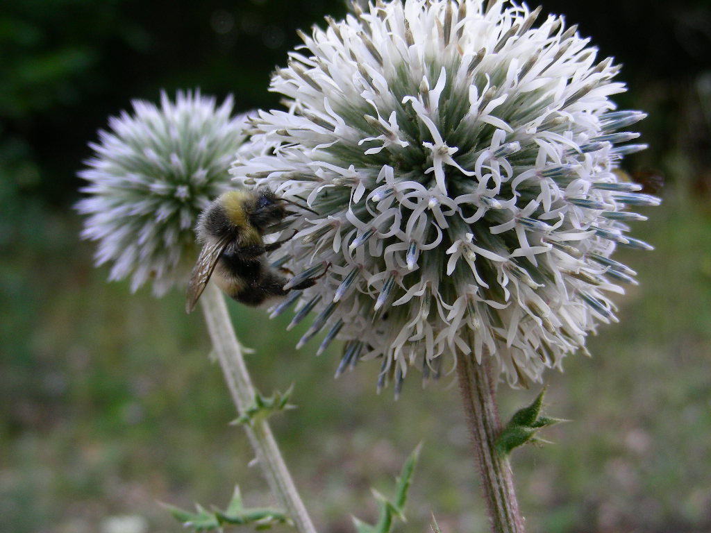 BIG  BANG ... in un fiore Echinops sphaerocephalus
